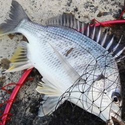 ライトゲームでキビレ、餌釣りではカサゴなど